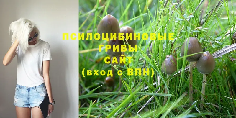 Галлюциногенные грибы Magic Shrooms  Котлас 