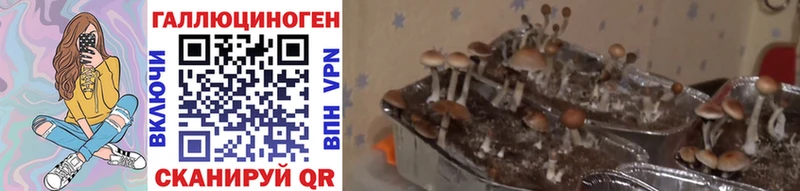 где купить наркотик  Котлас  Галлюциногенные грибы Psilocybe 