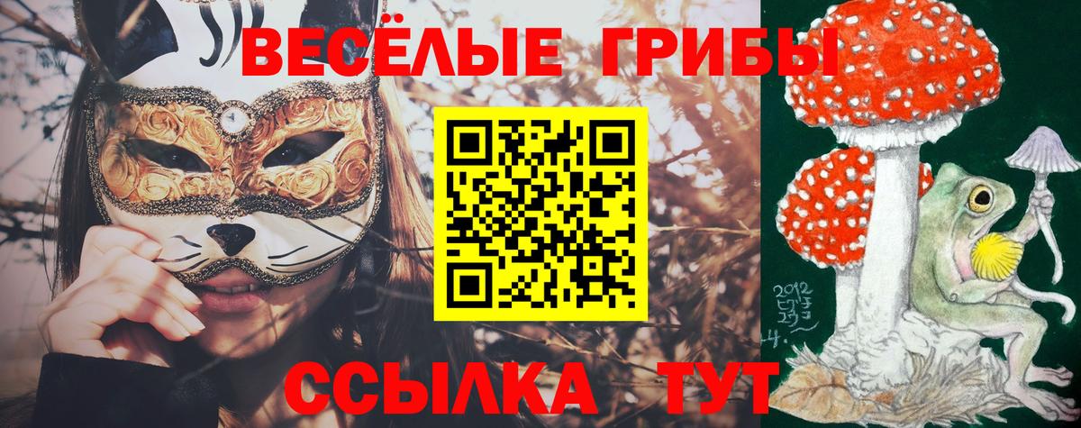 Псилоцибиновые грибы мицелий Котлас