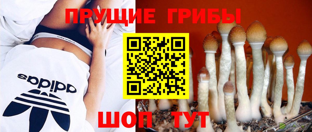 Псилоцибиновые грибы Cubensis Котлас